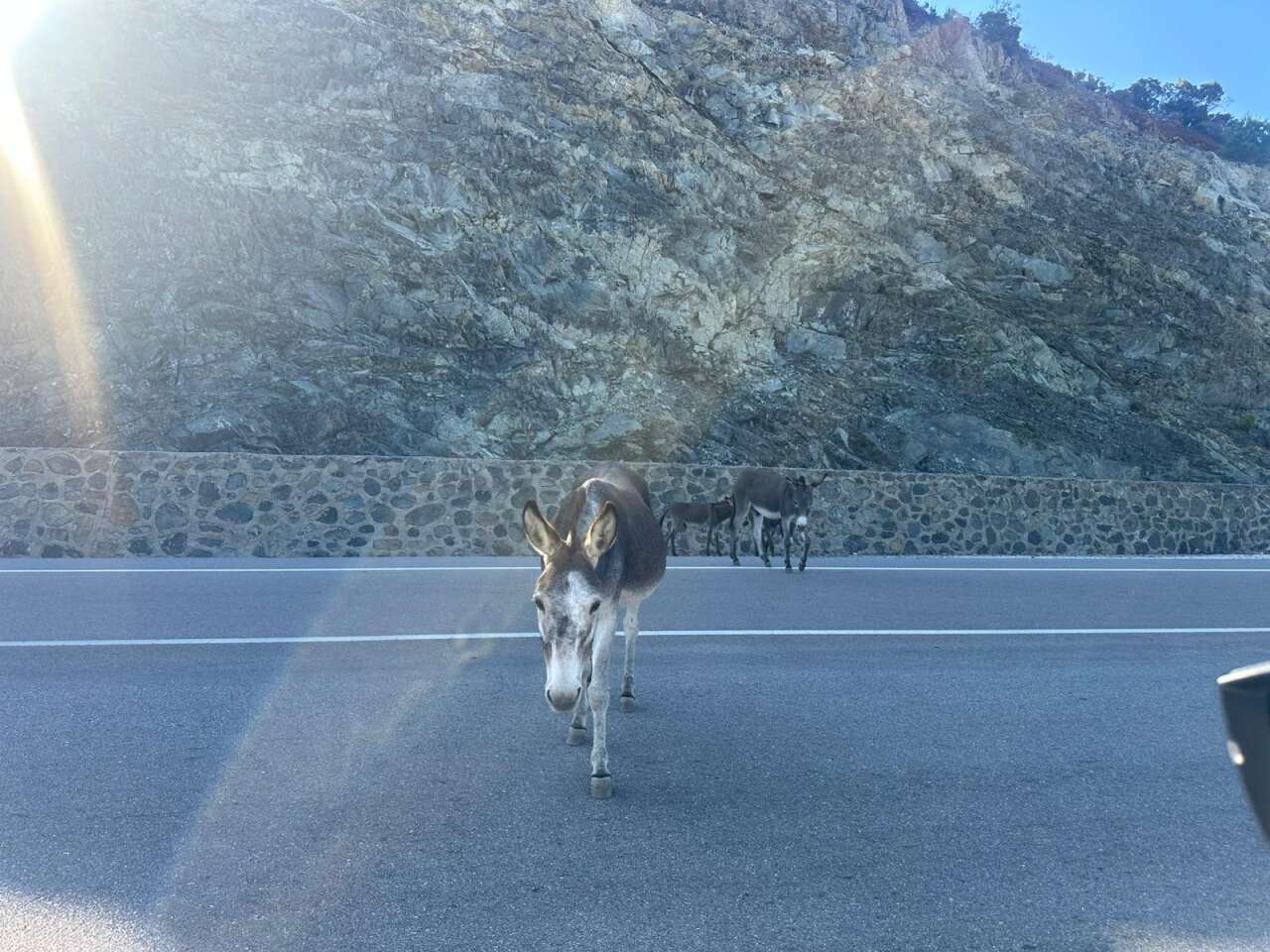 Marmaris-Datça Yolunda Başıboş Eşekler Tehlike Saçıyor 2